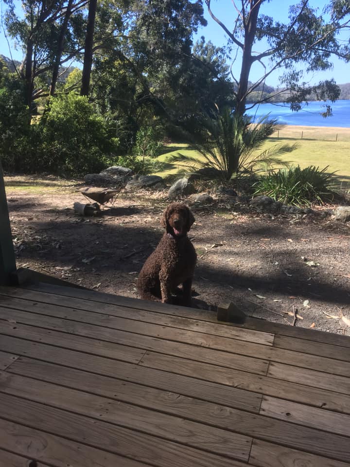 Danny the Dog